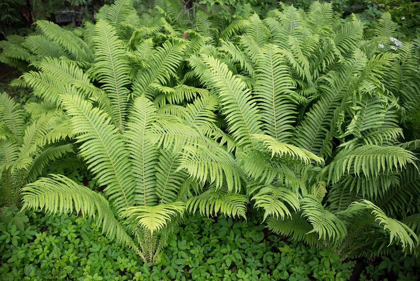 Изображение особи Matteuccia struthiopteris.