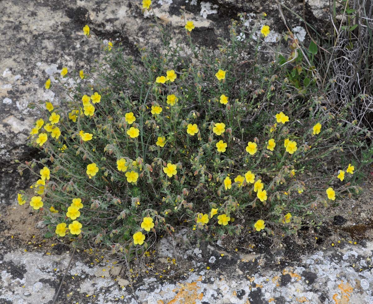 Image of Fumana thymifolia specimen.