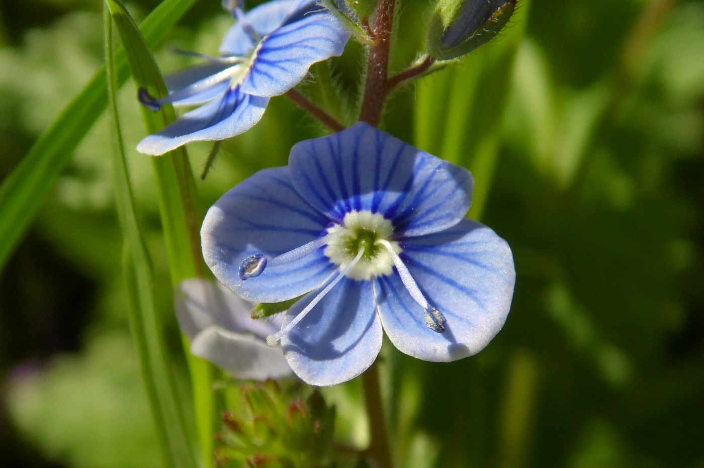 Image of Veronica chamaedrys specimen.