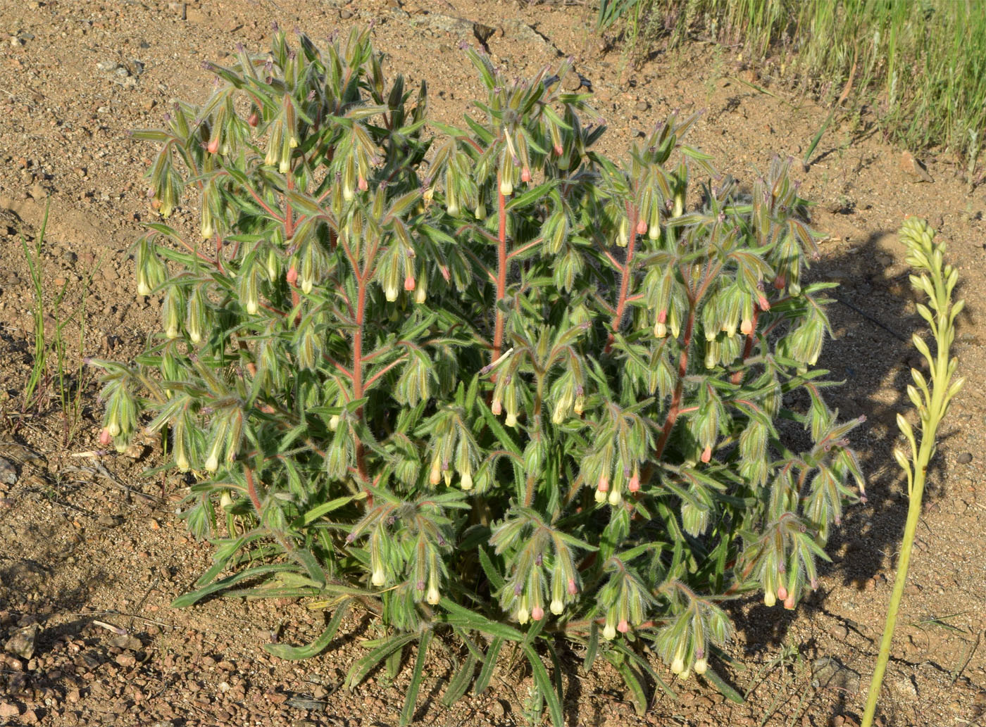 Image of Onosma dichroantha specimen.