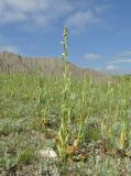 Himantoglossum caprinum