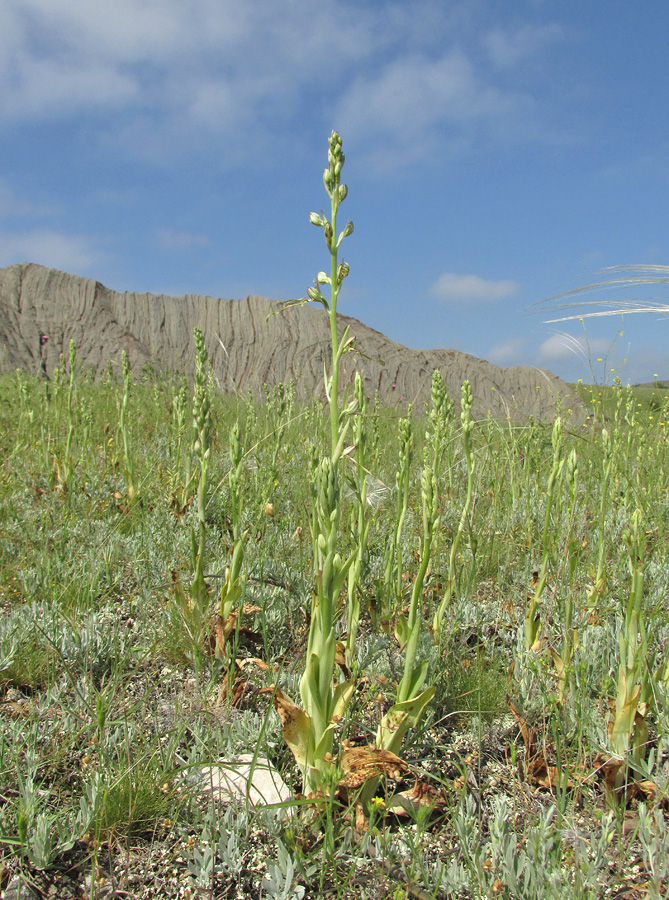 Image of Himantoglossum caprinum specimen.