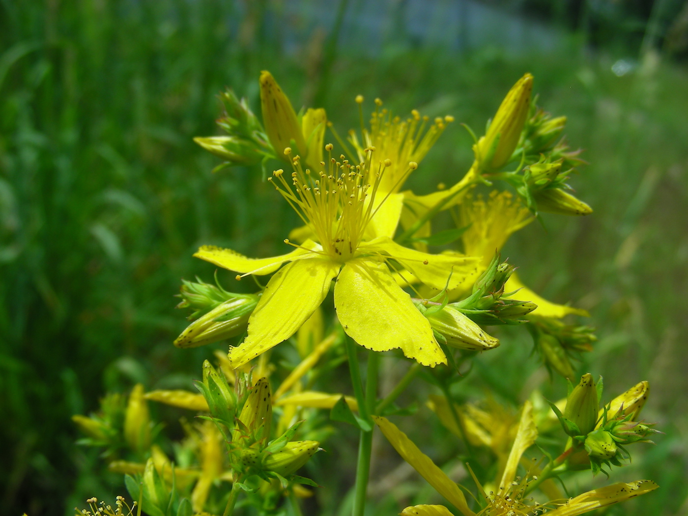 Image of Hypericum perforatum specimen.