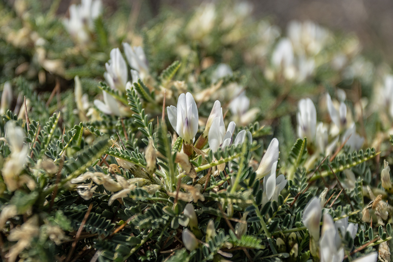 Изображение особи Astragalus tragacantha.