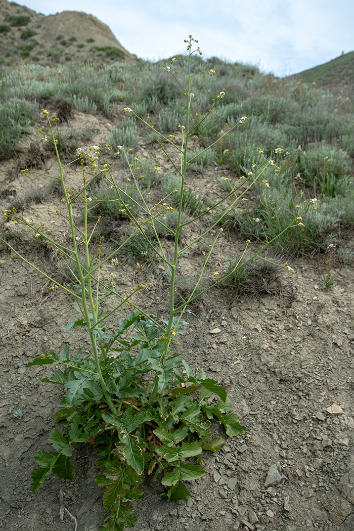 Image of Crambe koktebelica specimen.