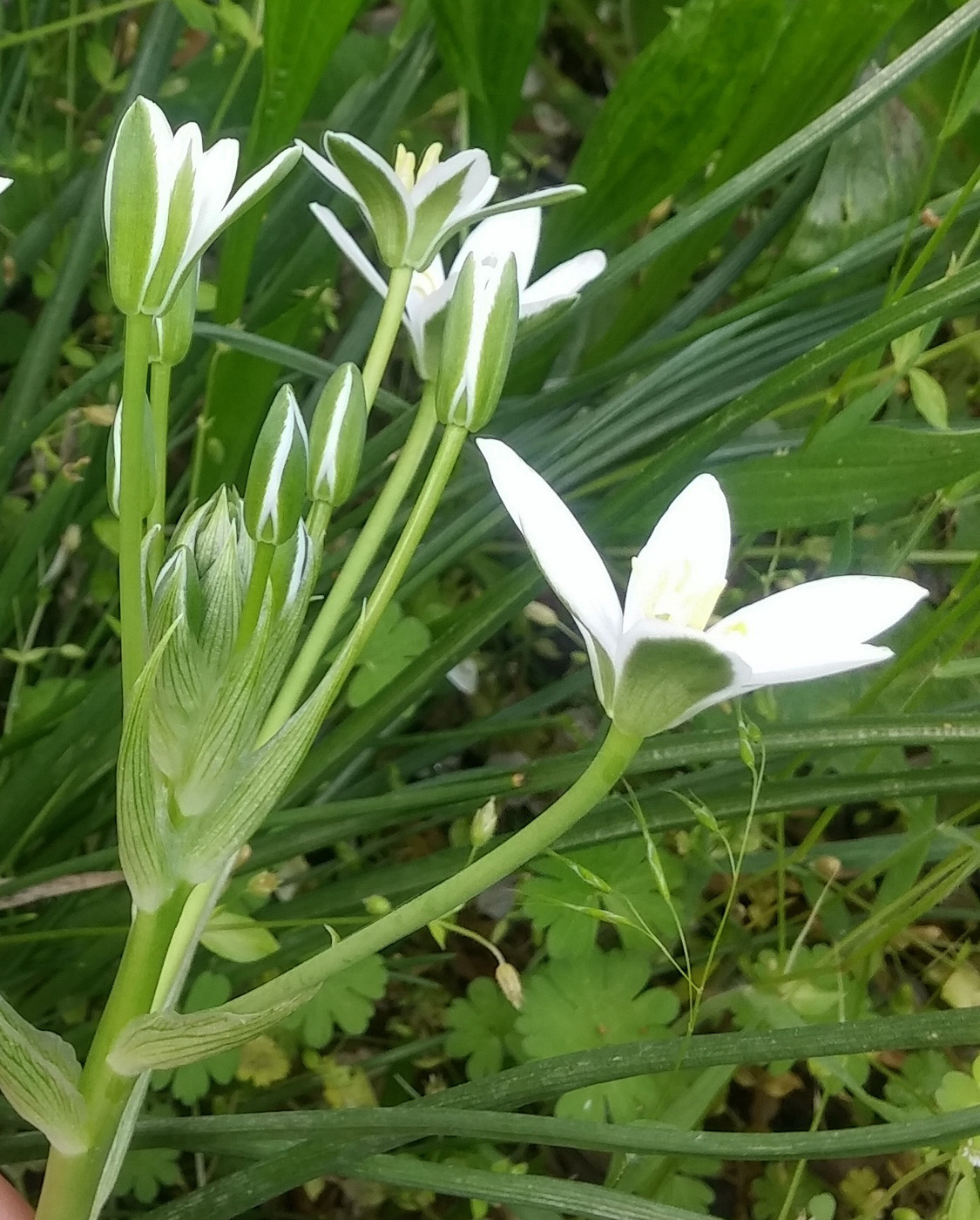 Image of Ornithogalum kochii specimen.