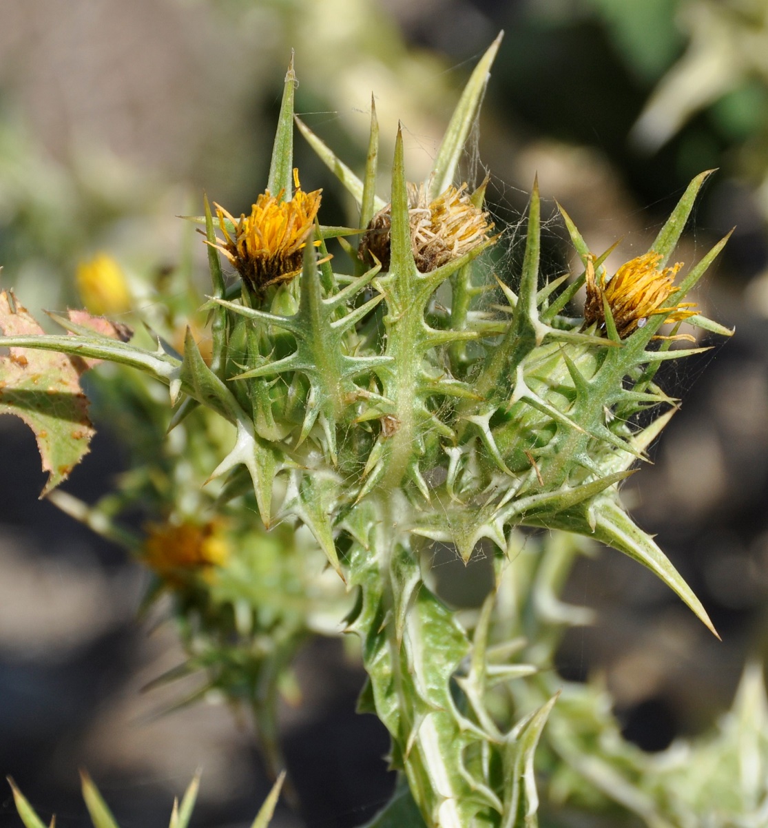 Изображение особи Scolymus maculatus.