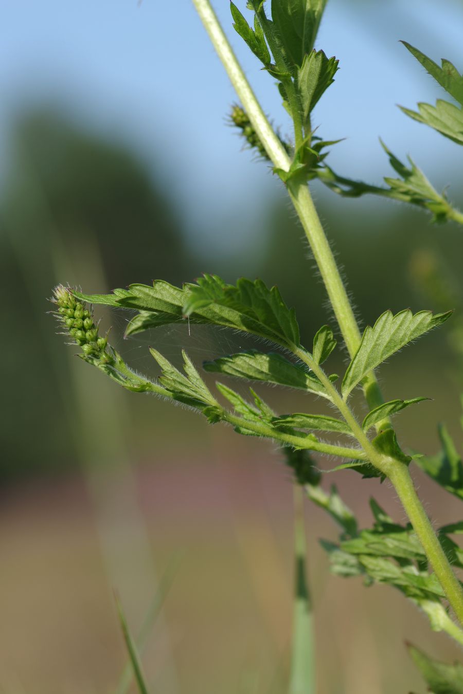 Image of Agrimonia pilosa specimen.