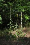 Verbascum gnaphalodes. Цветущие растения. Южный берег Крыма, берег р. Учан-Су на краю дачного пос. в окр. Куйбышево. 13.08.2019.