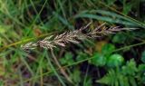 Calamagrostis arundinacea