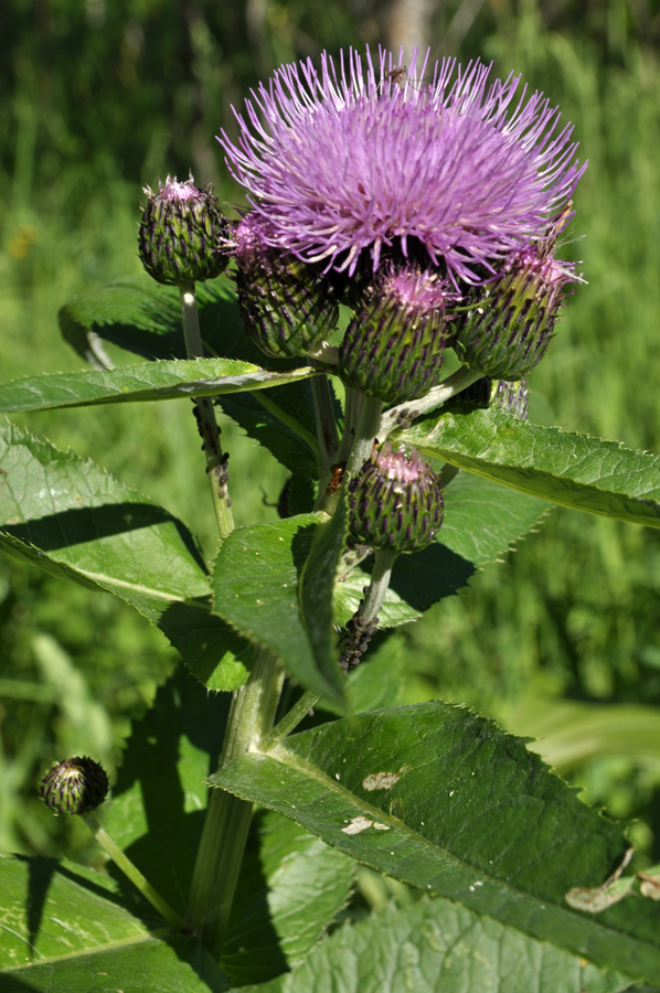 Image of Cirsium helenioides specimen.
