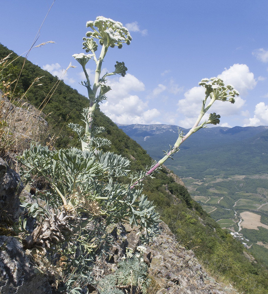 Image of Seseli gummiferum specimen.