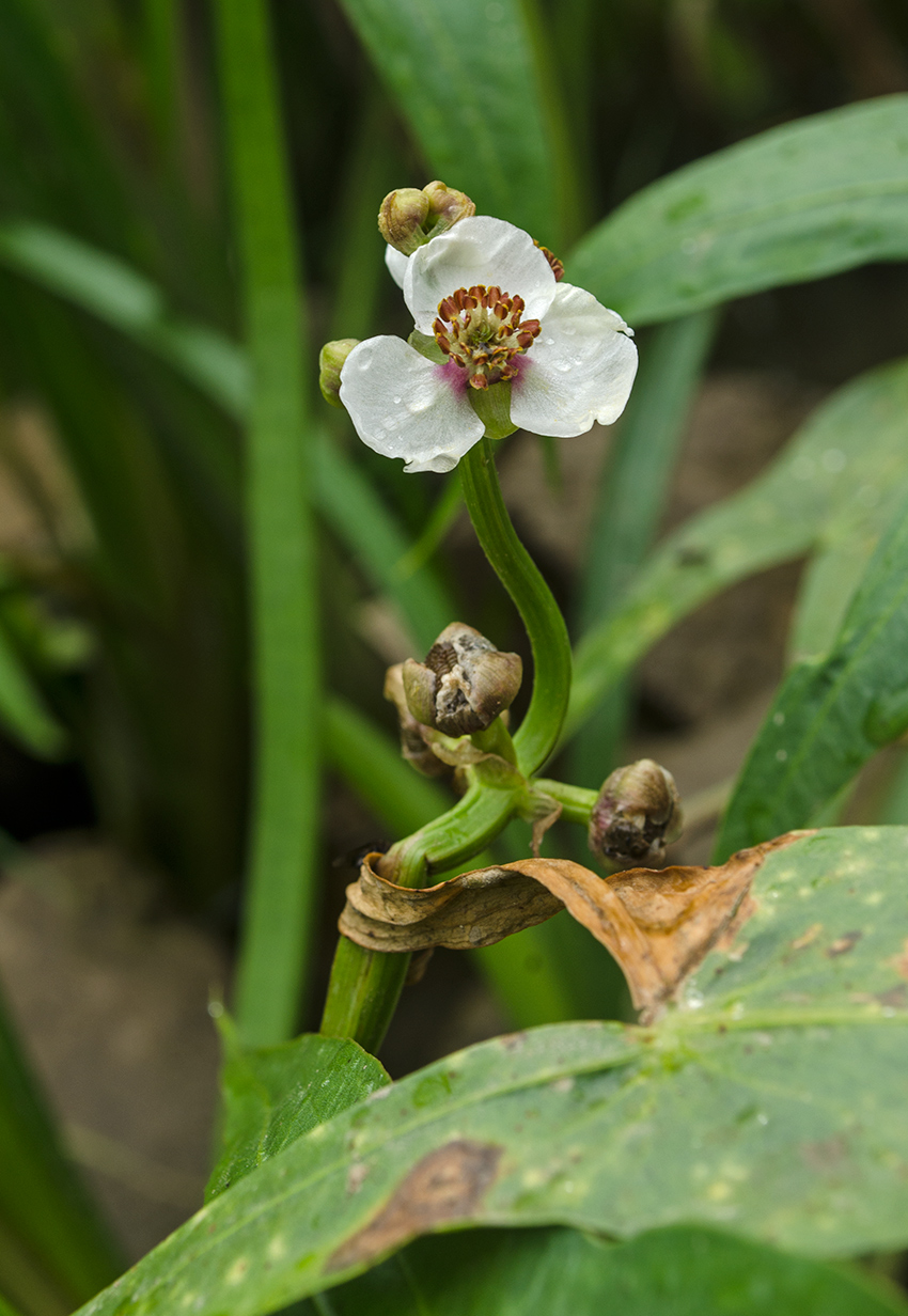 Изображение особи Sagittaria sagittifolia.