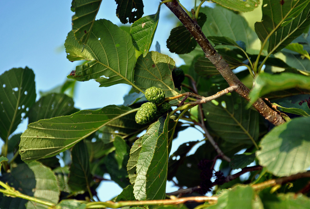 Изображение особи Alnus glutinosa.