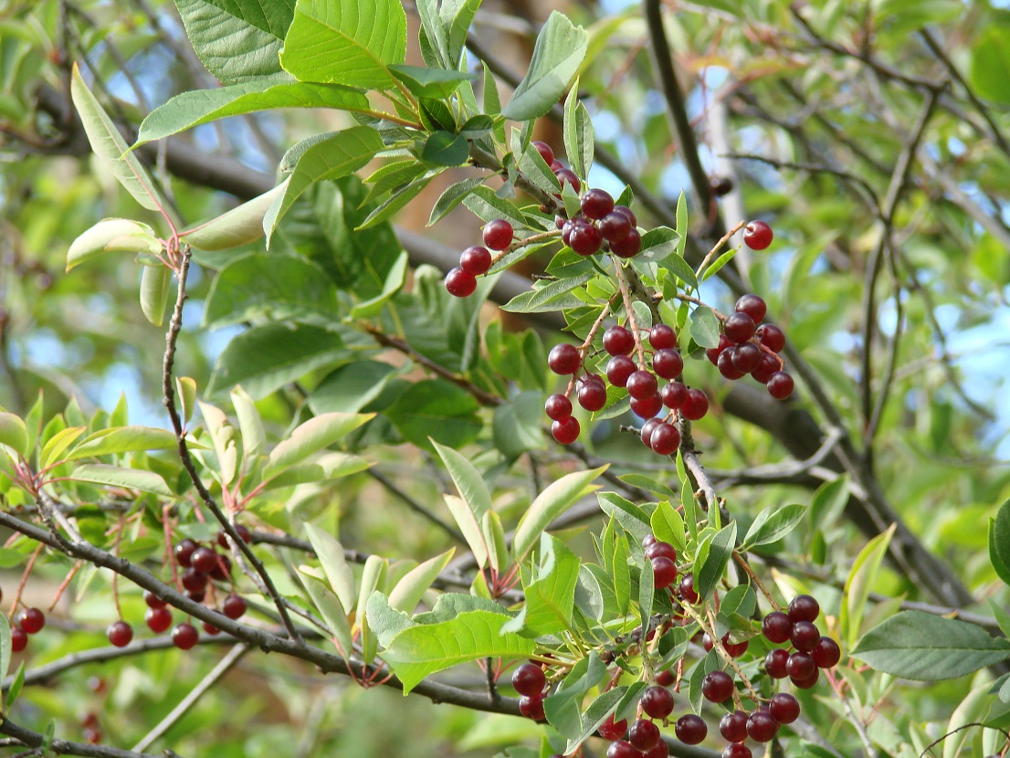 Image of Padus virginiana specimen.