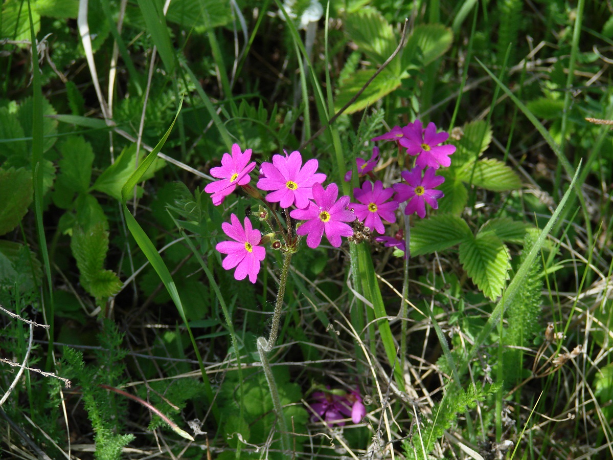 Изображение особи Primula cortusoides.