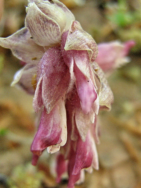Image of Lathraea squamaria specimen.
