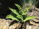 Woodsia asiatica