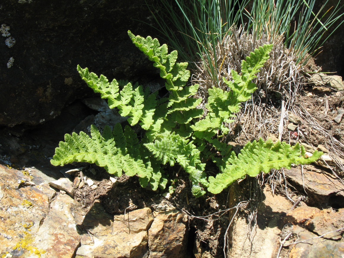 Image of Woodsia asiatica specimen.