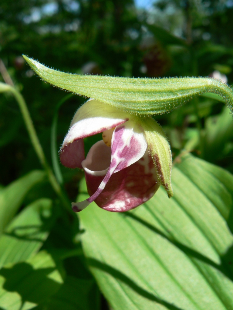 Image of Cypripedium guttatum specimen.