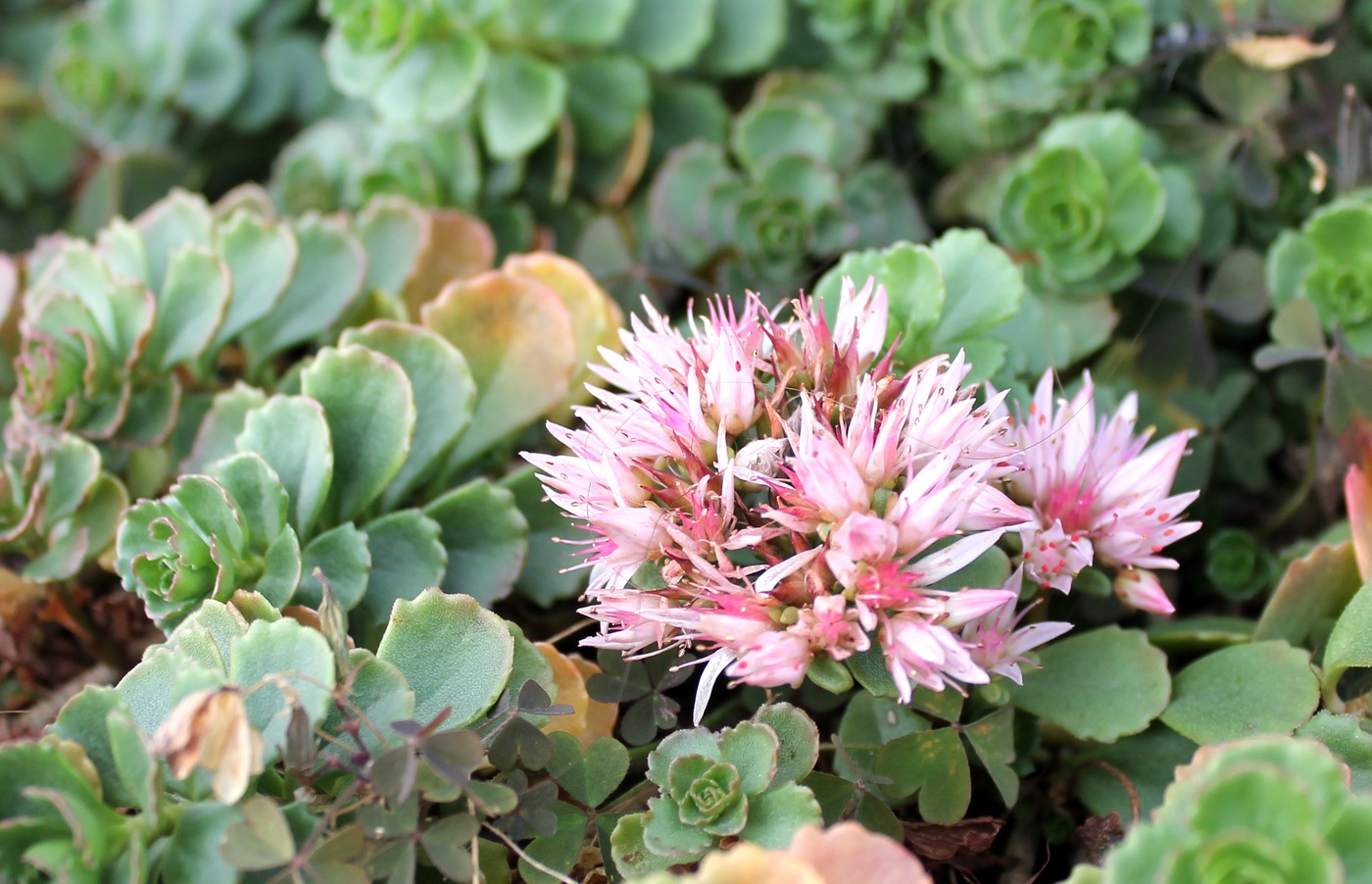 Изображение особи Sedum spurium.