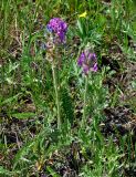 Oxytropis strobilacea. Цветущее растение. Алтай, Улаганский р-н, окр. перевала Кату-Ярык, ≈ 1200 м н.у.м., луг на опушке хвойного леса. 20.06.2019.