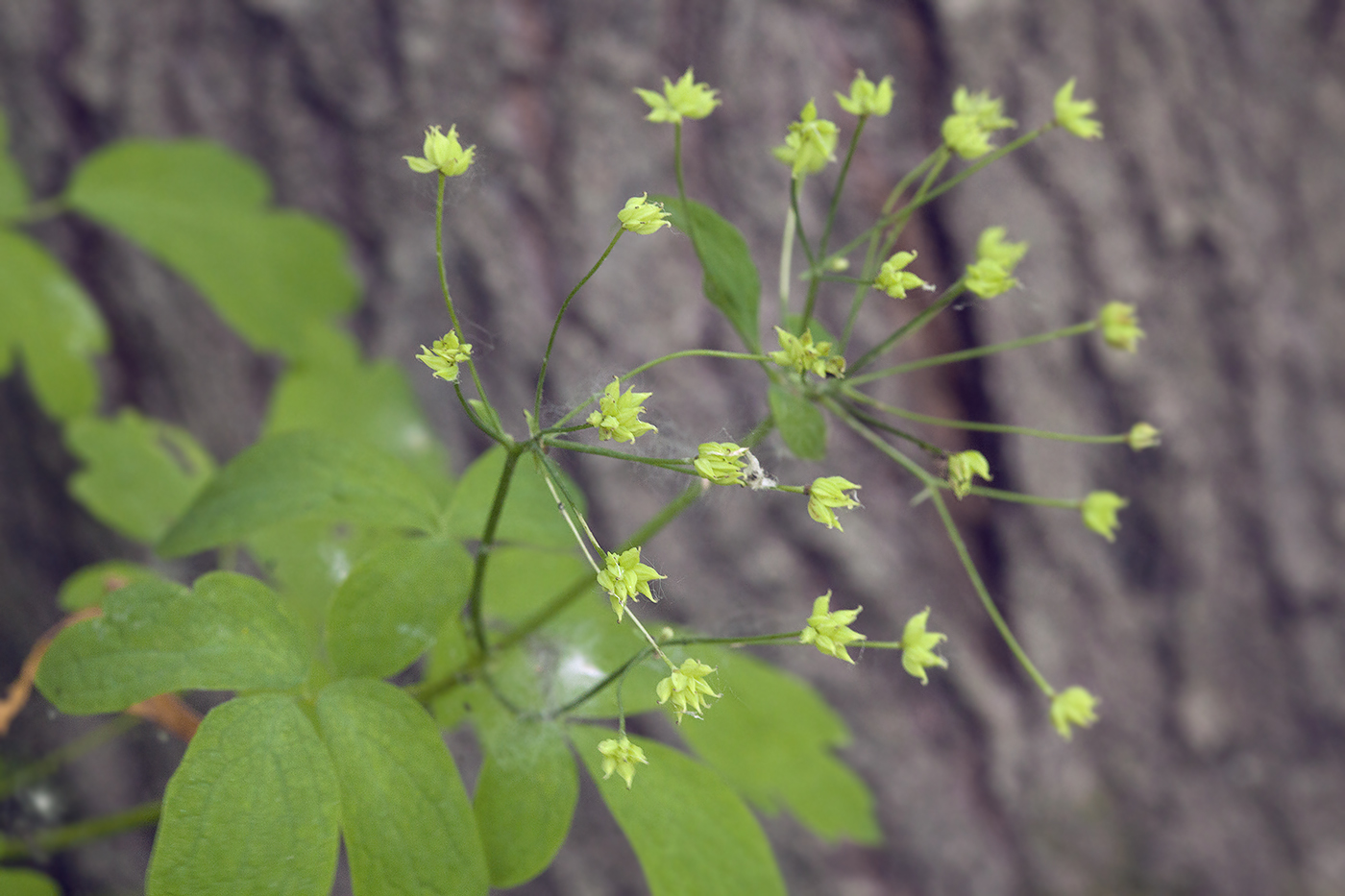 Image of Thalictrum sachalinense specimen.