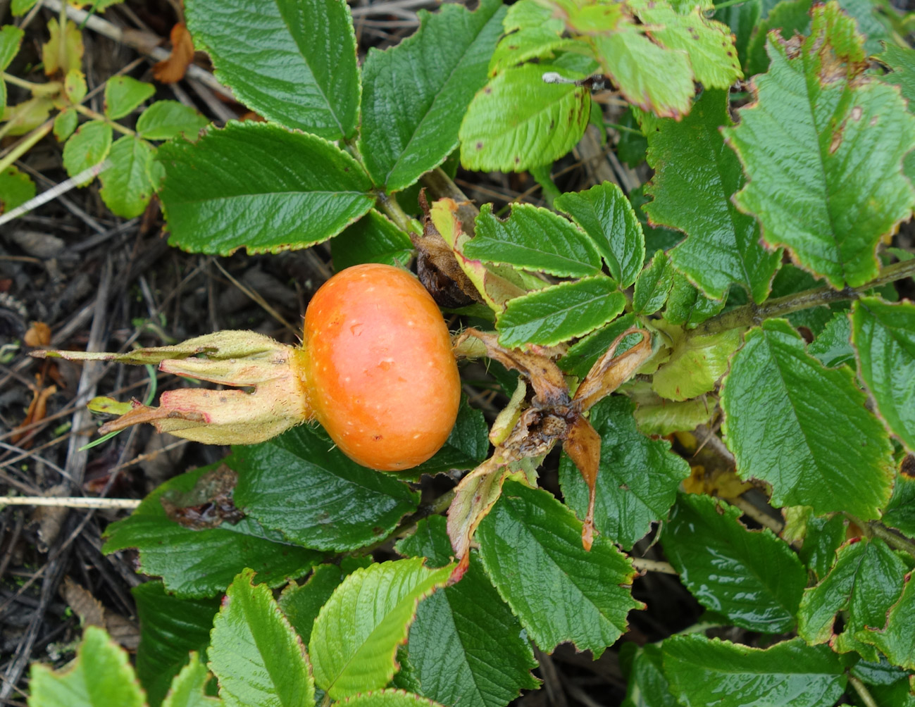 Image of Rosa rugosa specimen.