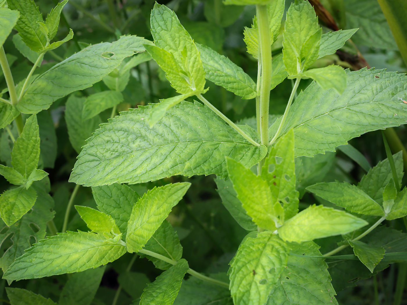 Изображение особи Mentha longifolia.