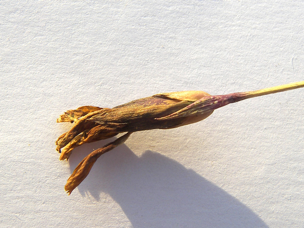 Image of Dianthus oschtenicus specimen.