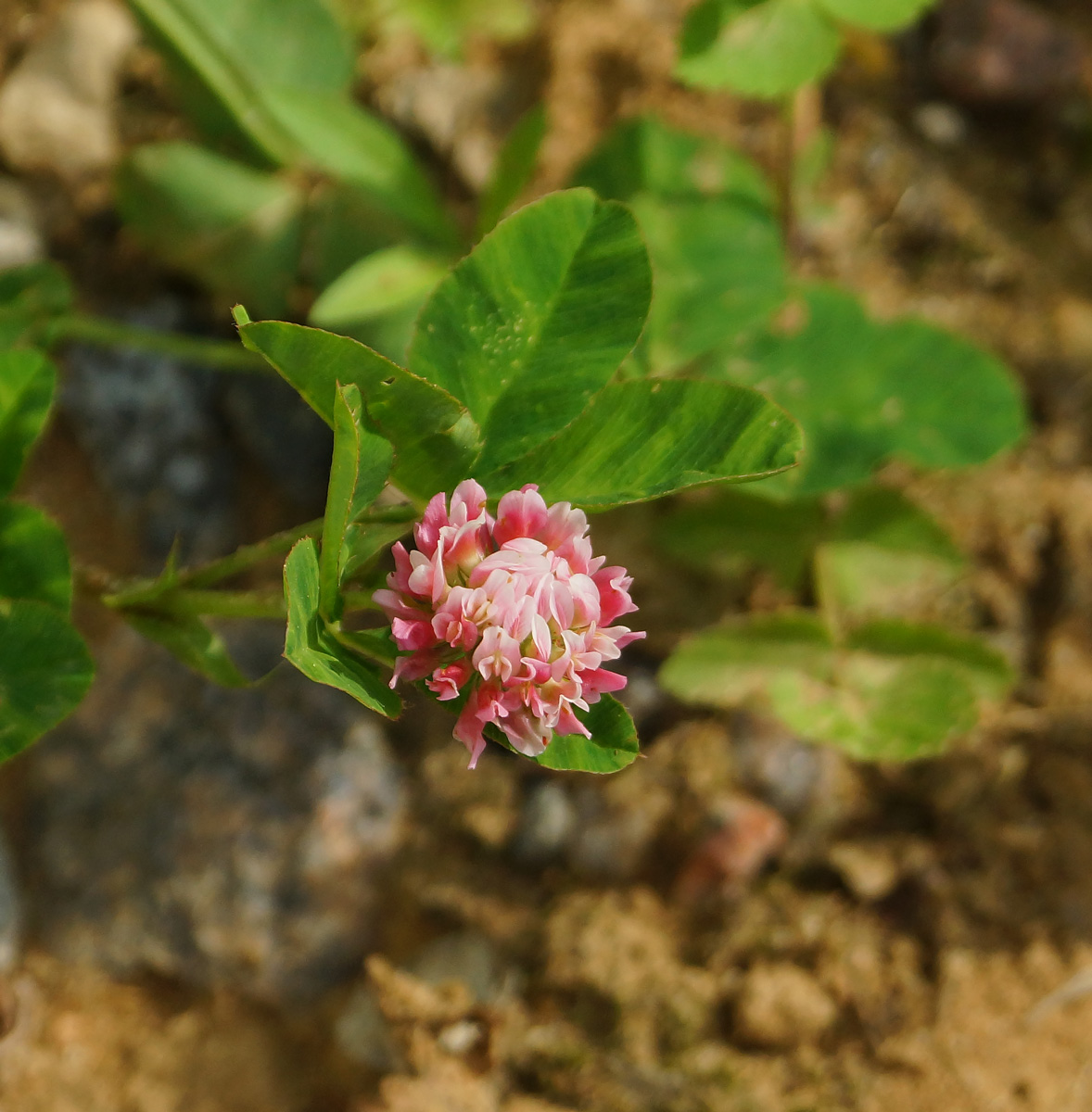 Image of Trifolium hybridum specimen.