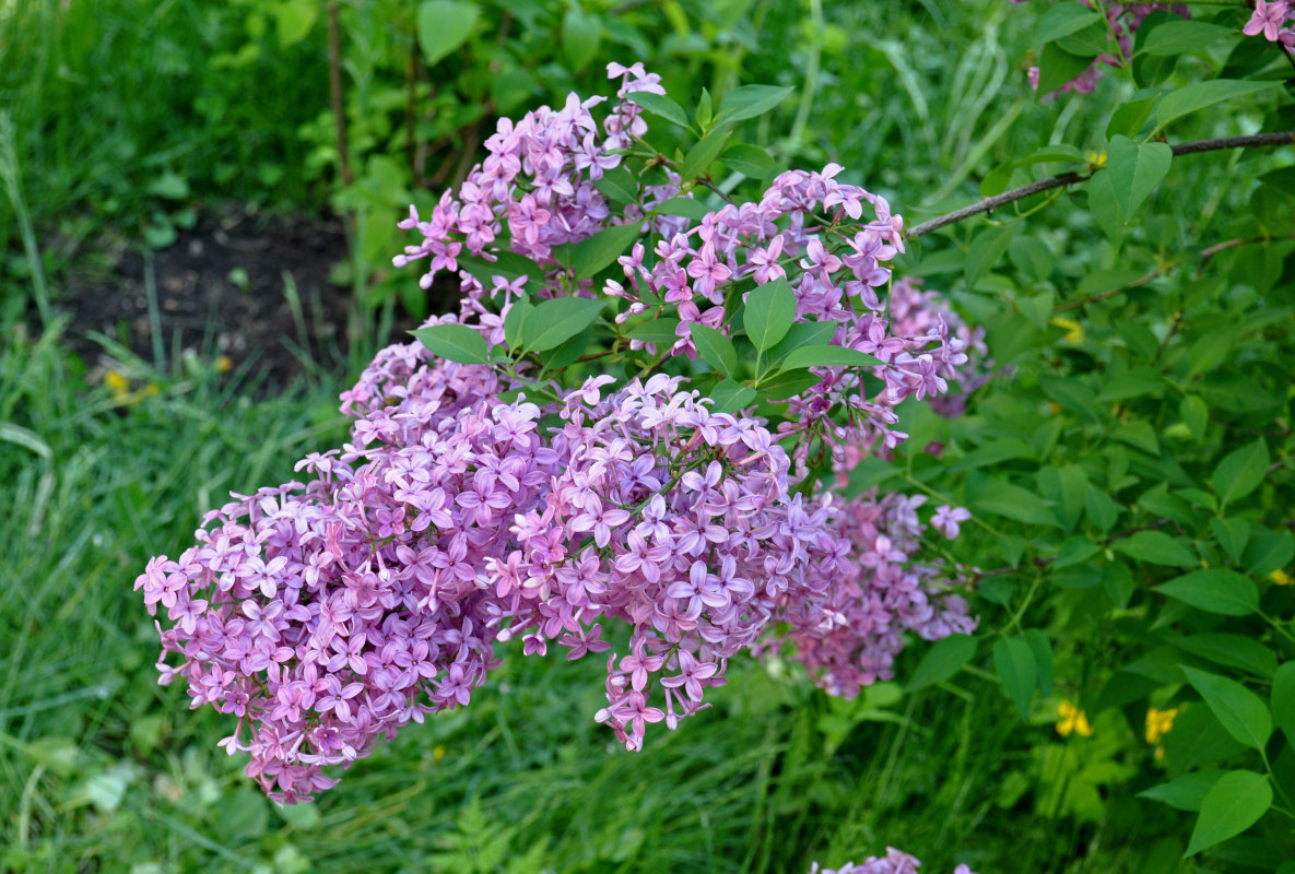 Image of Syringa chinensis specimen.