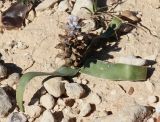 Bellevalia desertorum. Отцветающее растение. Израиль, окр. г. Арад, каменистая опустыненная фригана. 03.03.2020.