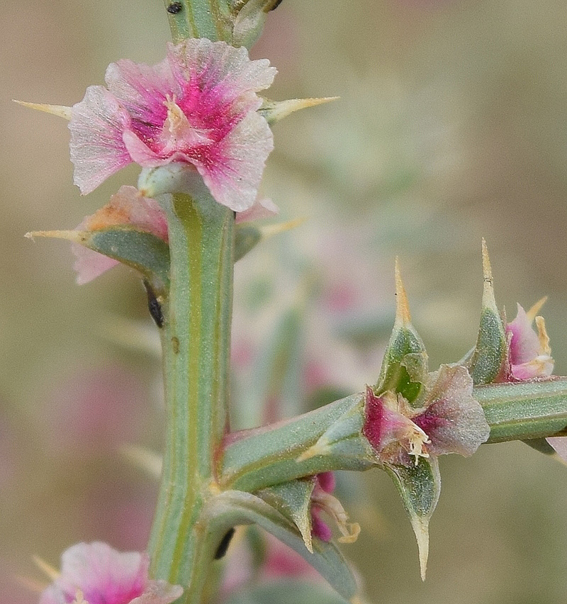 Image of Salsola tragus specimen.