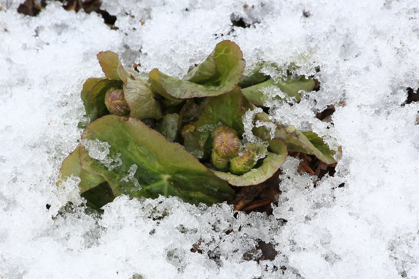 Image of Caltha silvestris specimen.