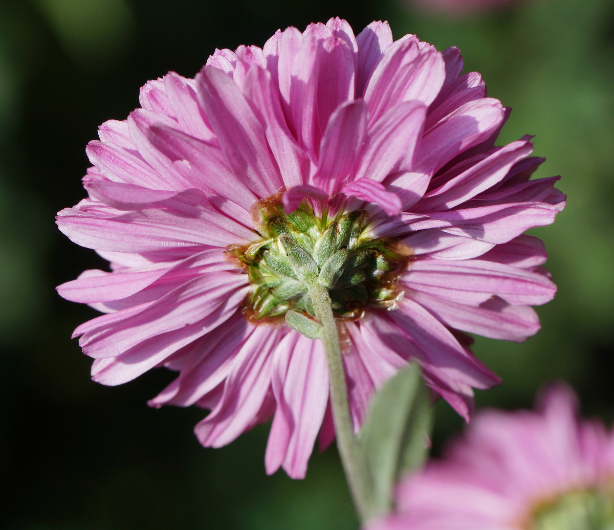 Image of Chrysanthemum indicum specimen.