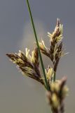 Carex praecox