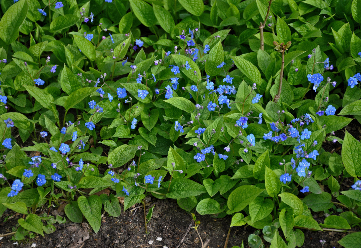 Изображение особи Omphalodes verna.