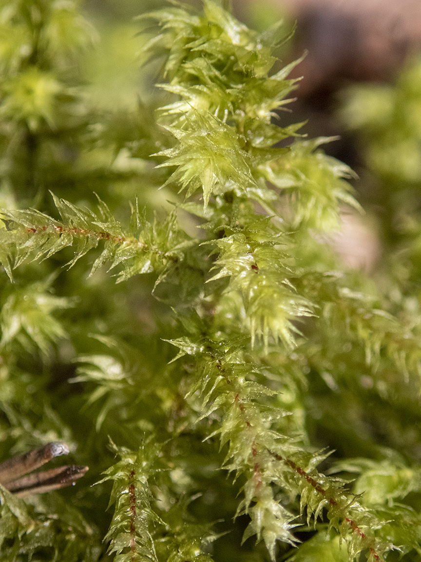 Изображение особи Rhytidiadelphus triquetrus.