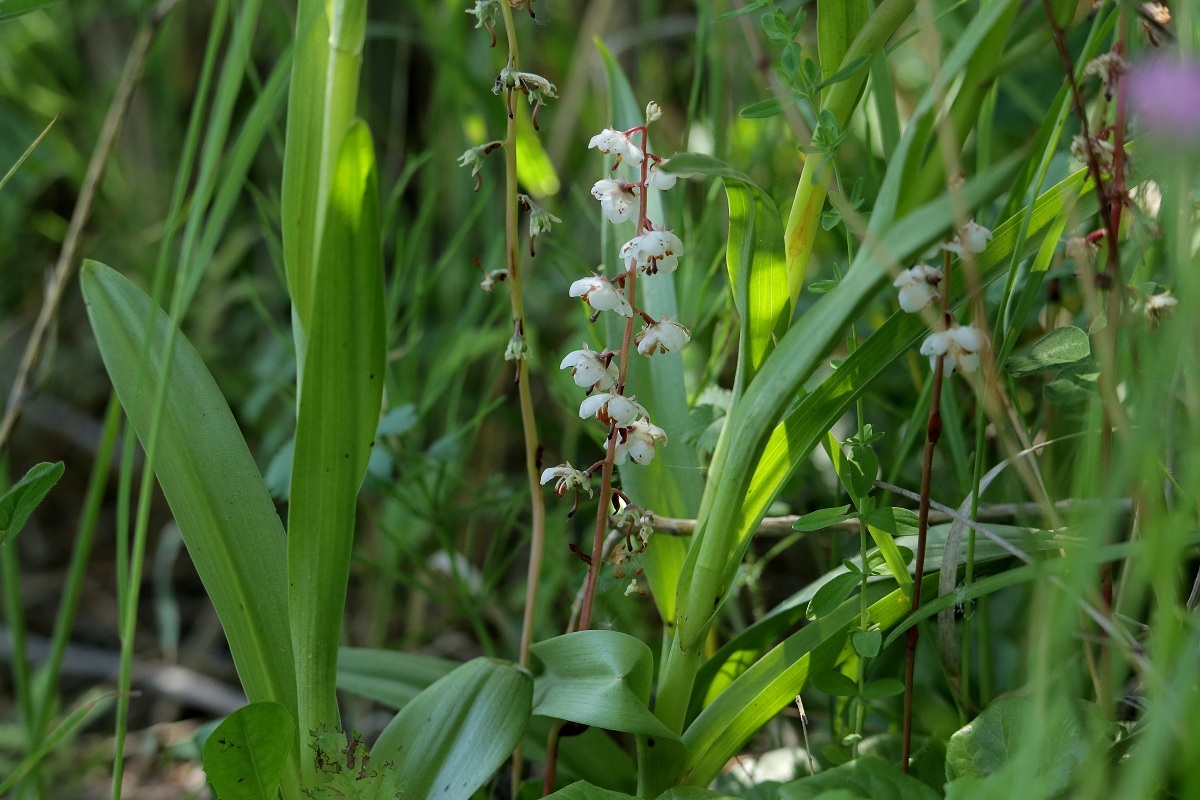 Изображение особи Pyrola rotundifolia.