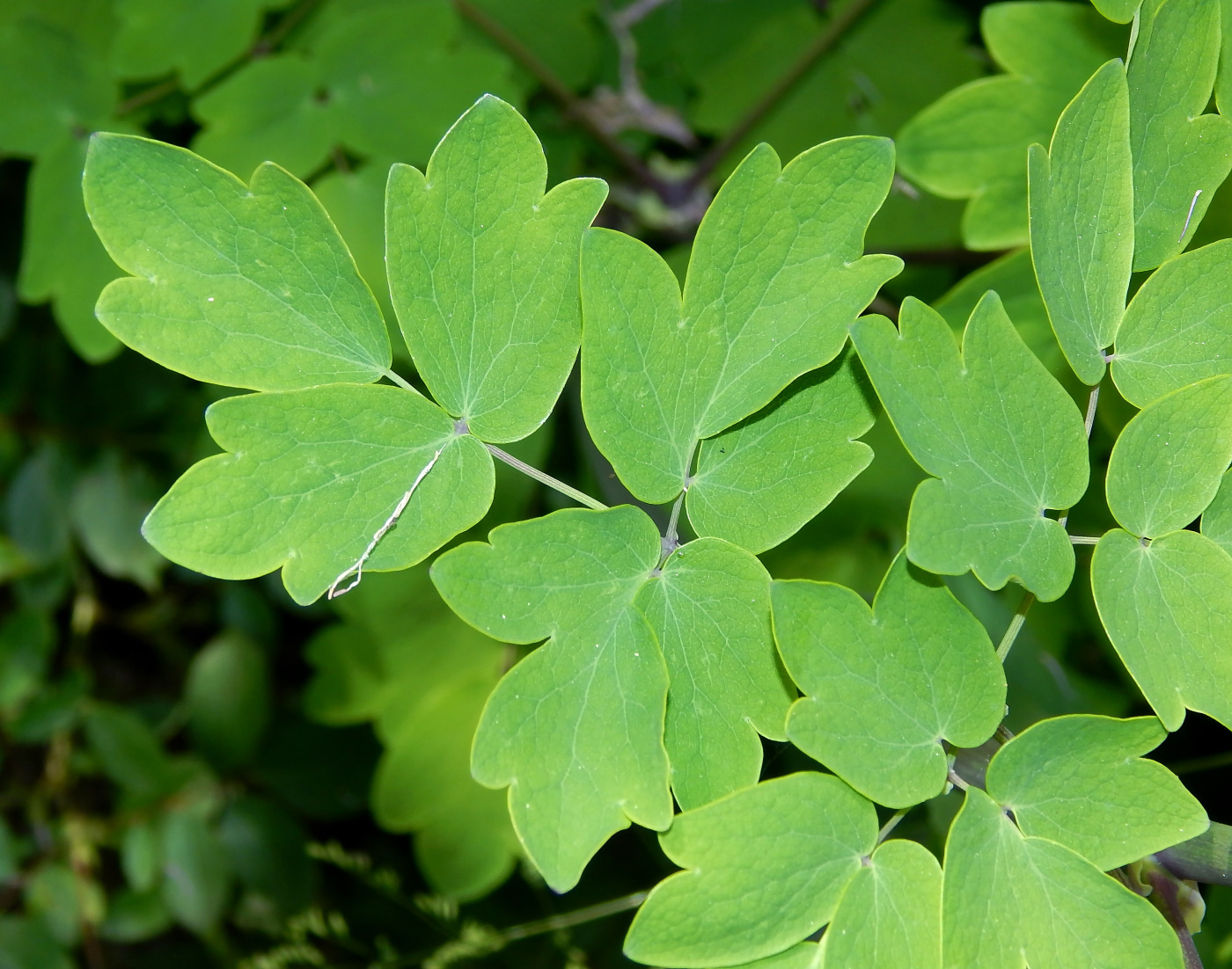 Image of Thalictrum aquilegiifolium specimen.