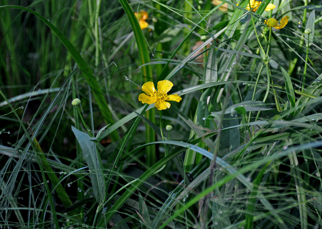 Изображение особи Ranunculus lingua.