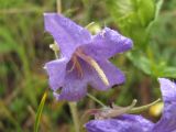 Campanula sarmatica. Цветок. Кабардино-Балкария, Эльбрусский р-н, окр. с. Нейтрино, ок. 1900 м н.у.м., каменистый склон. 08.07.2020.
