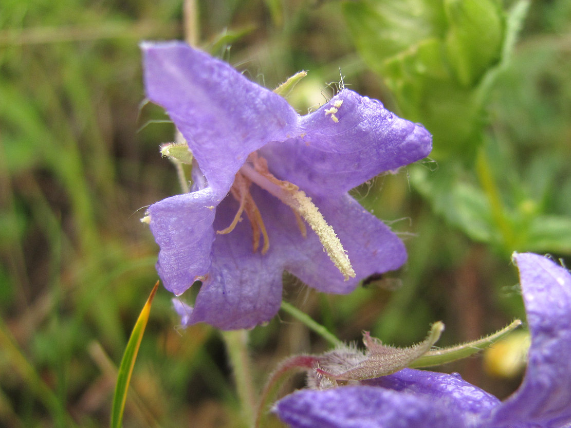 Image of Campanula sarmatica specimen.