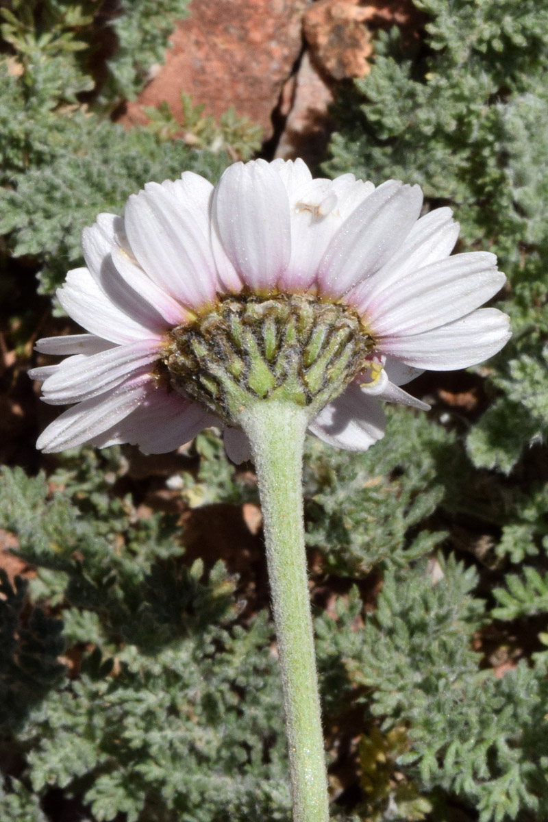 Image of Richteria pyrethroides specimen.