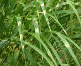 Miscanthus sinensis. Листья. Краснодарский край, г. Сочи, Хостинский р-н, долина р. Мацеста, на территории лечебницы, в культуре. Июль 2020 г.
