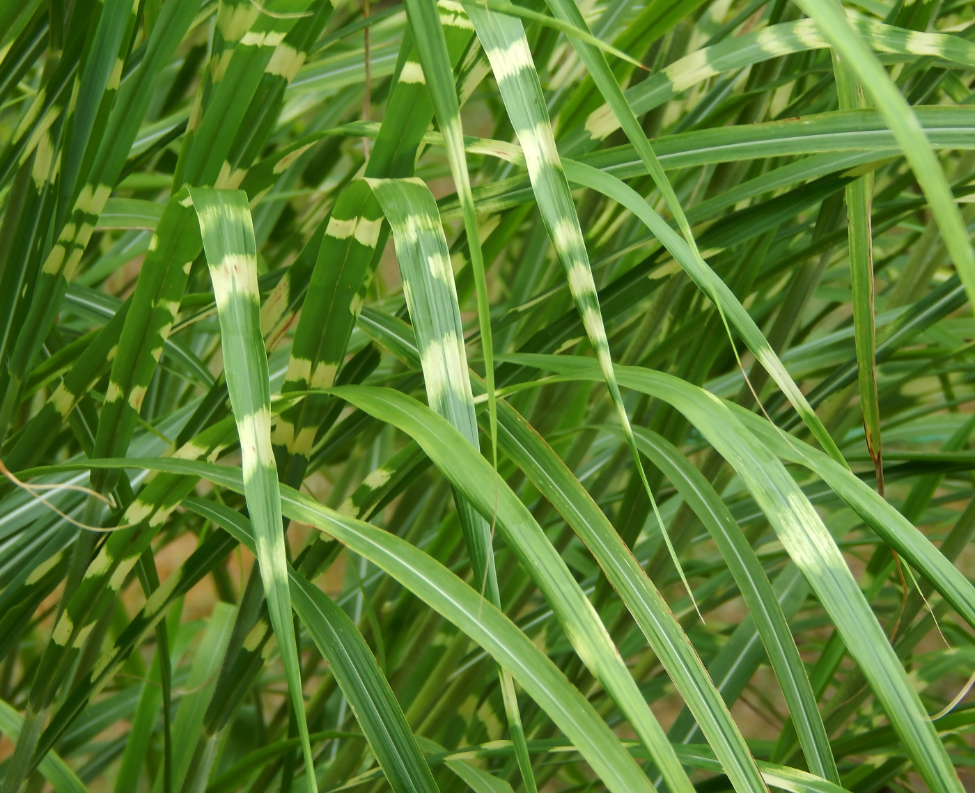 Изображение особи Miscanthus sinensis.