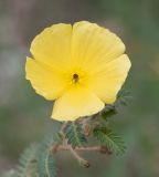 Tribulus zeyheri