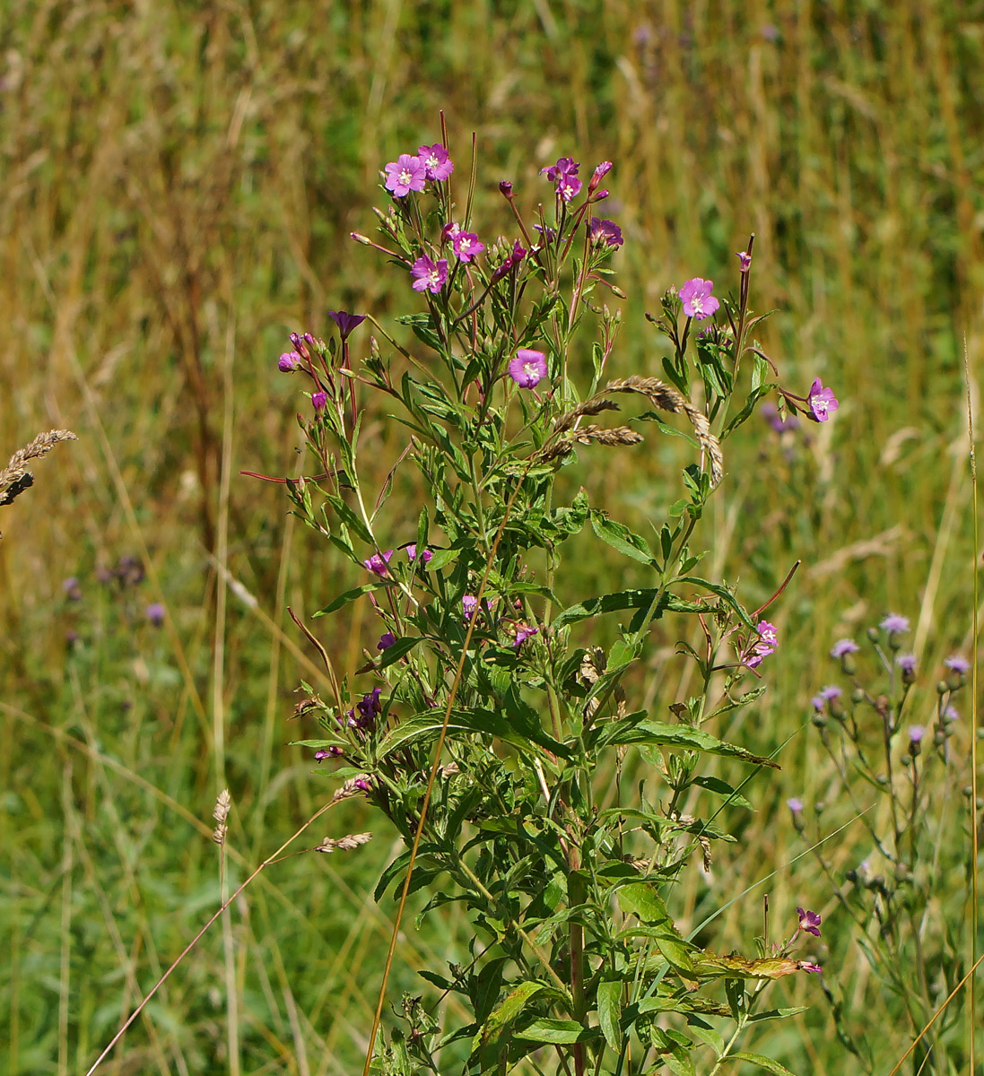 Image of Epilobium hirsutum specimen.