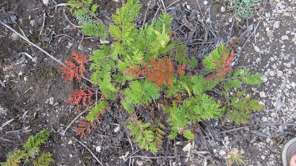Изображение особи Artemisia laciniatiformis.